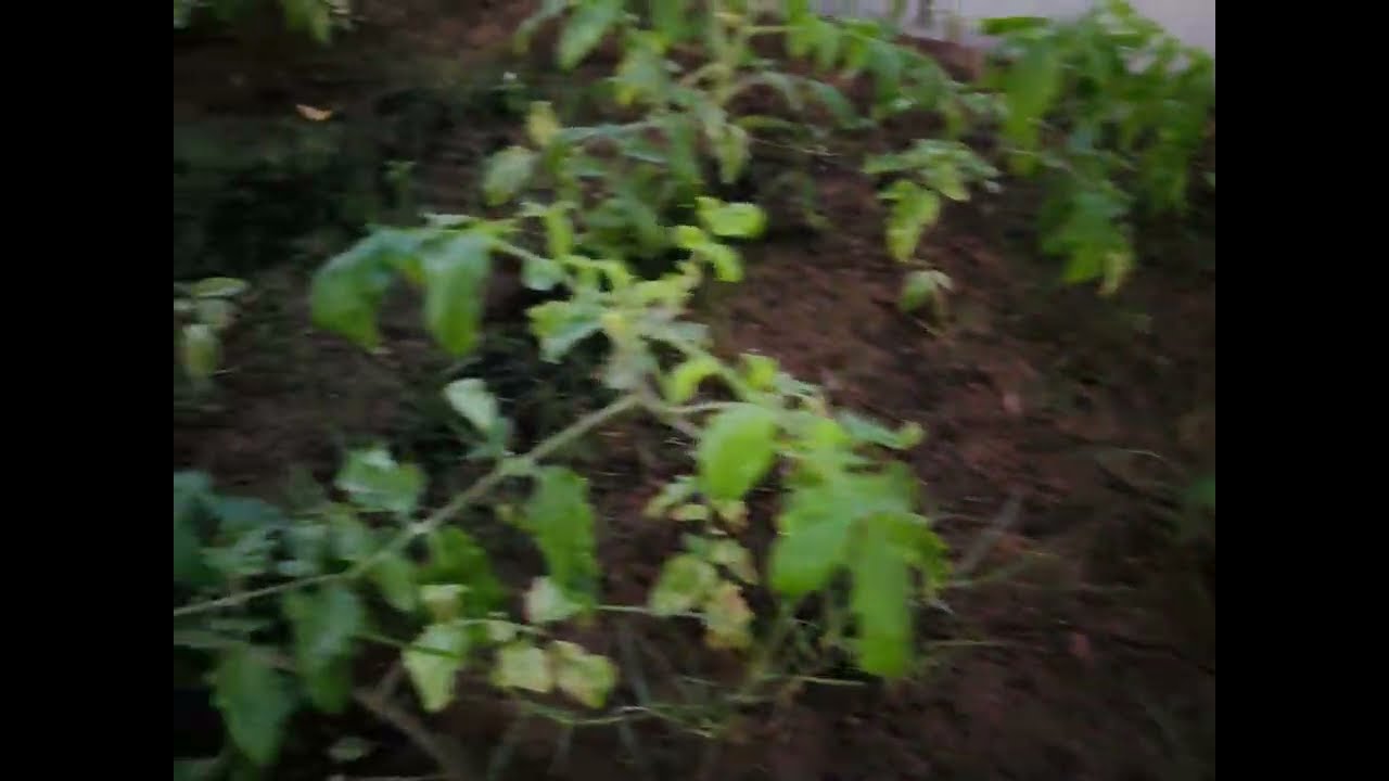 തക്കാളിതൈകൾ tomato's 