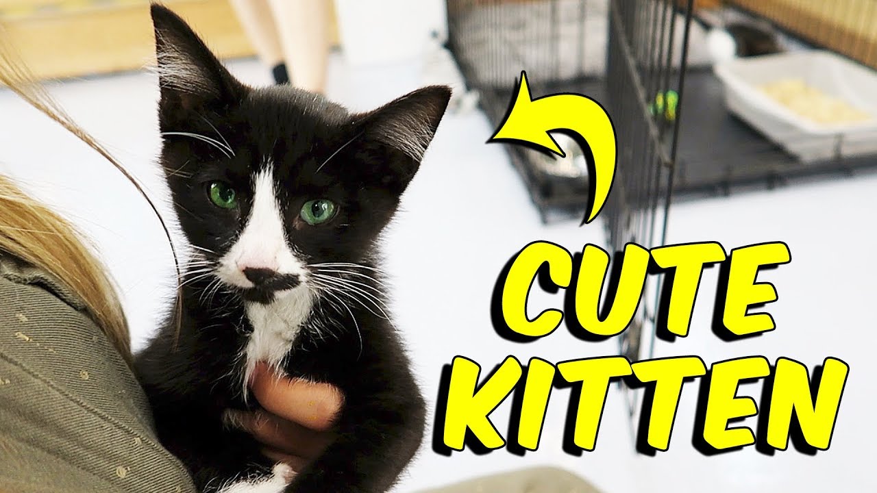 Playing with Cute Adorable Kittens Vlog | The Patsy Family