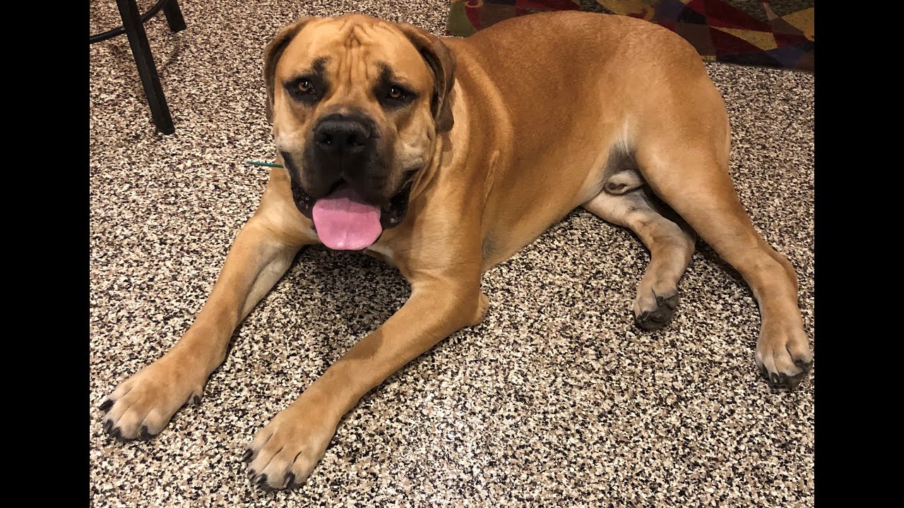 Bear - 1 year old Boerboel | 2-Week Board and Train | Pittsburgh