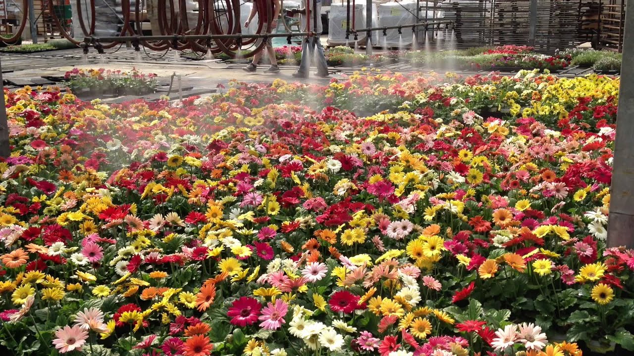 Caring for Gerber Daisies