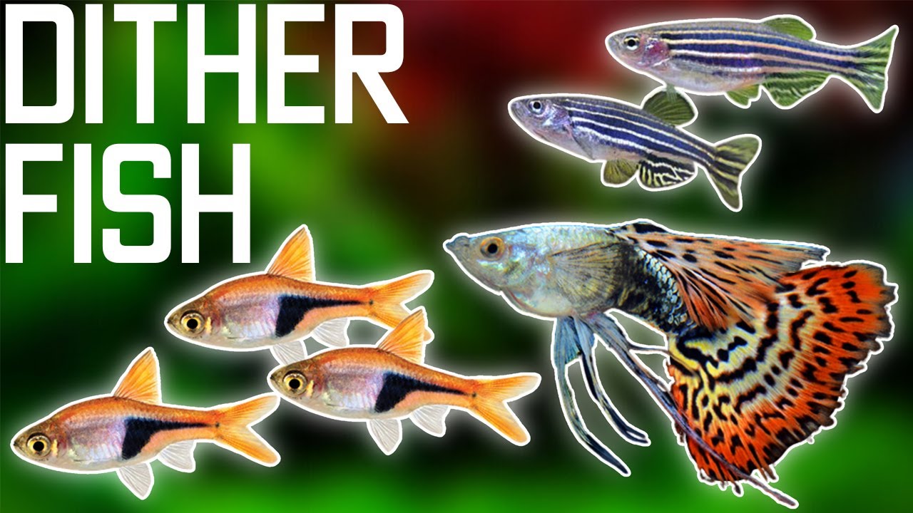 Top 7 Dither Fish to Help Shy Or Aggressive Fish