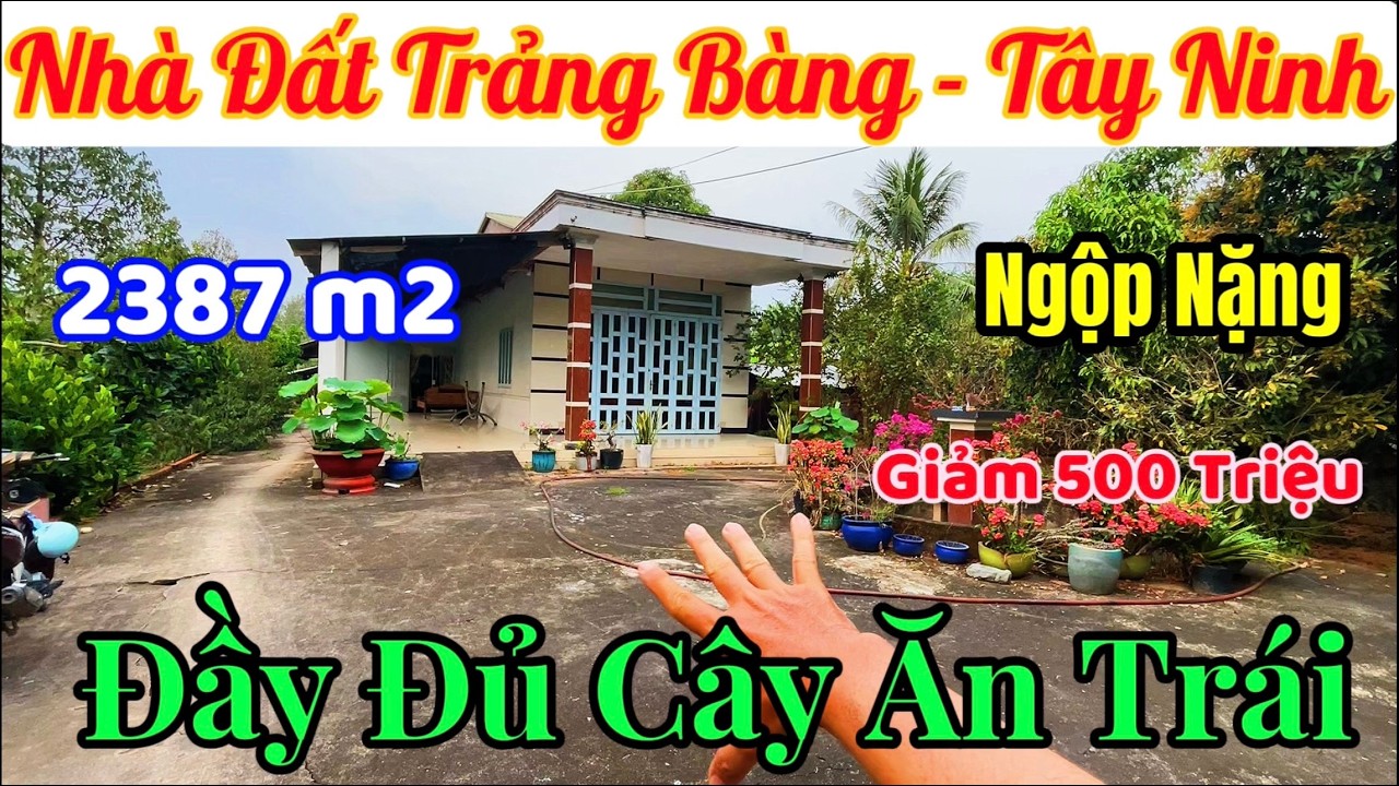 Ngộp Nặng💥 Ngân hàng dí chủ giảm giá 500tr bán GẤP CĂN NHÀ VƯỜN  với full cây ăn trái tại Trảng Bàng