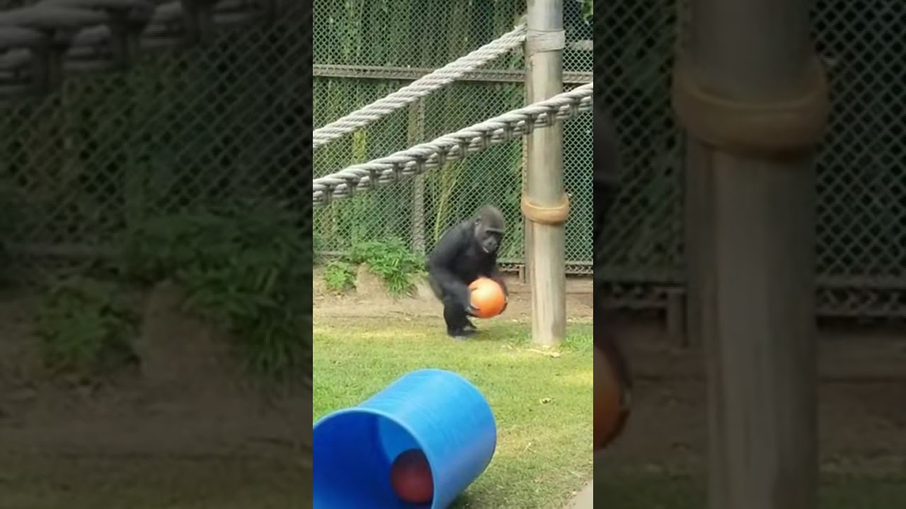 Zoo Keepers: Genita & AI’s Funniest Animal Moments of 2026! 🦍🤖 