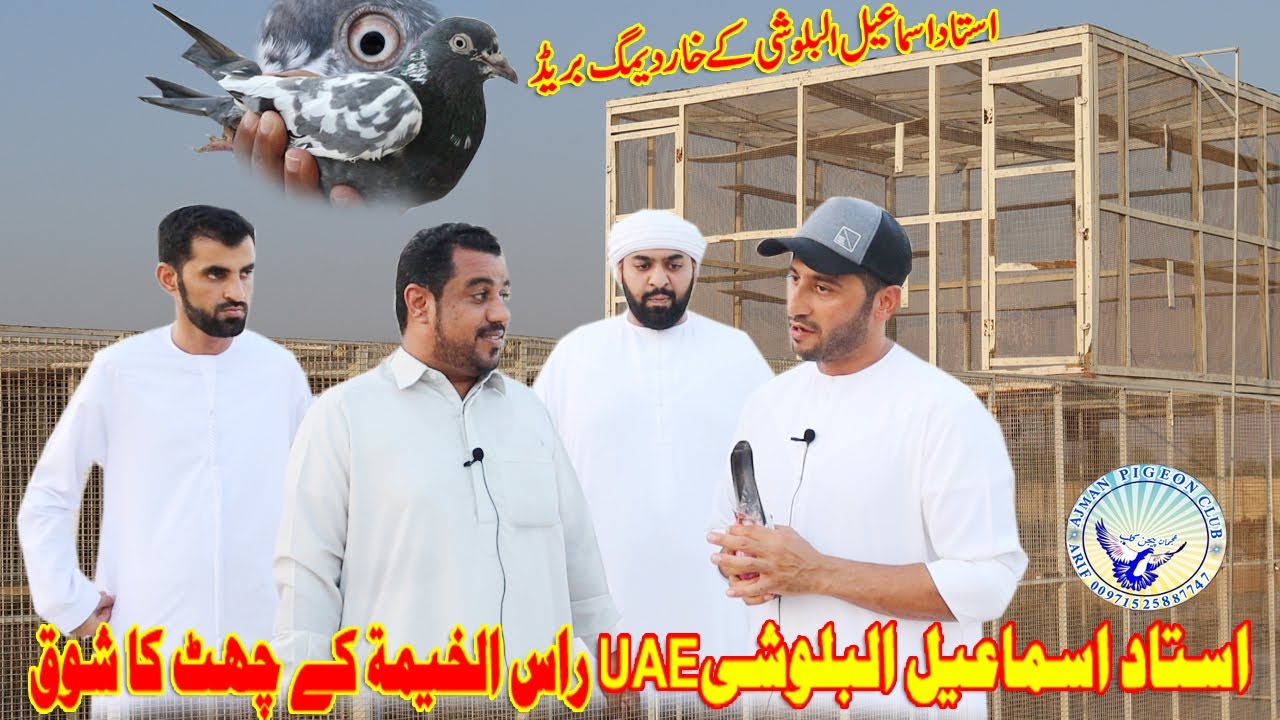 Ustad Ismail Albaloshi |Shouq|Cheena Breed|Champion in Baazi R.A.K|شوق مع الأستاذ اسماعيل البلوشي