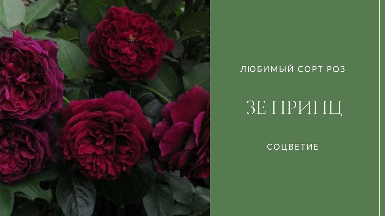 ЗЕ Принц - &laquo; ароматная&raquo; англичанка 