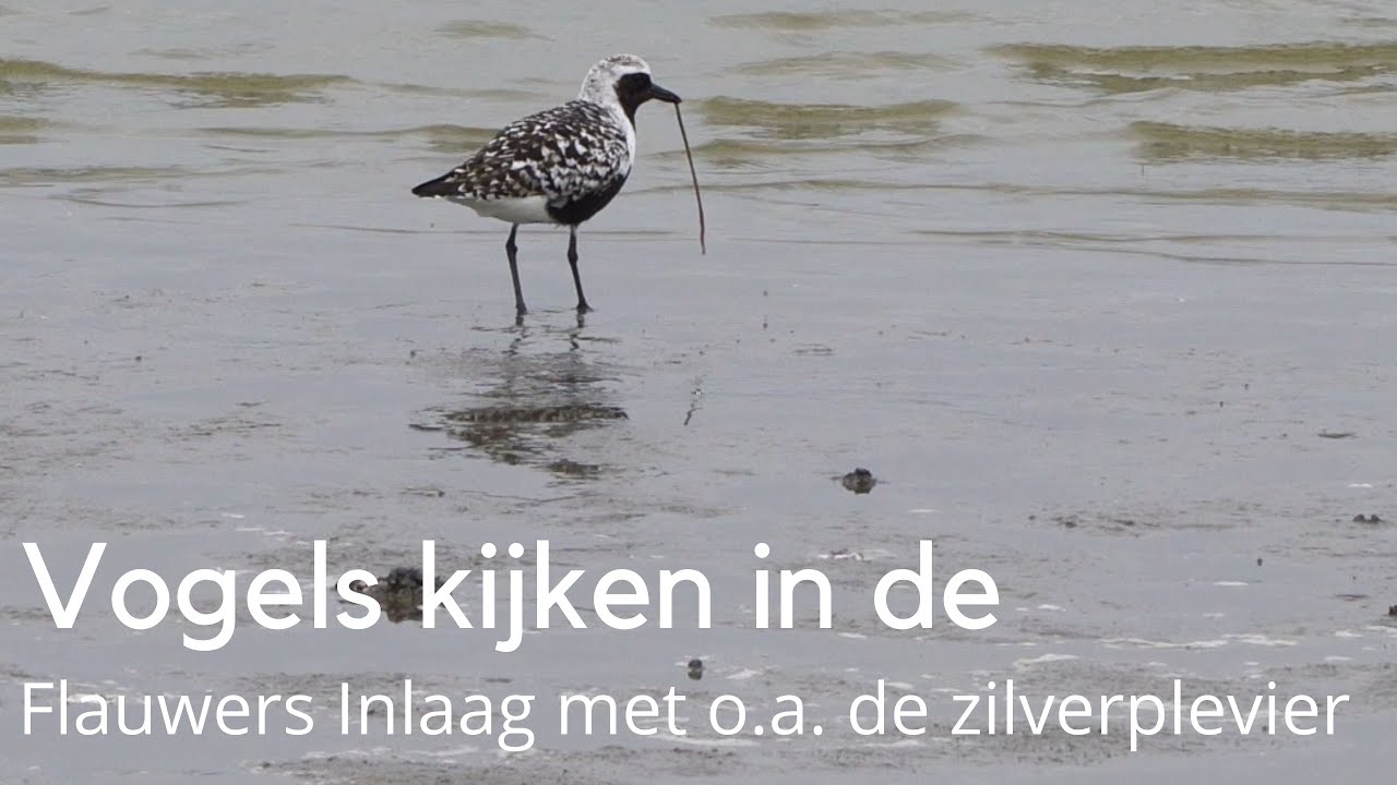 Vogels kijken in de Flauwers Inlaag 