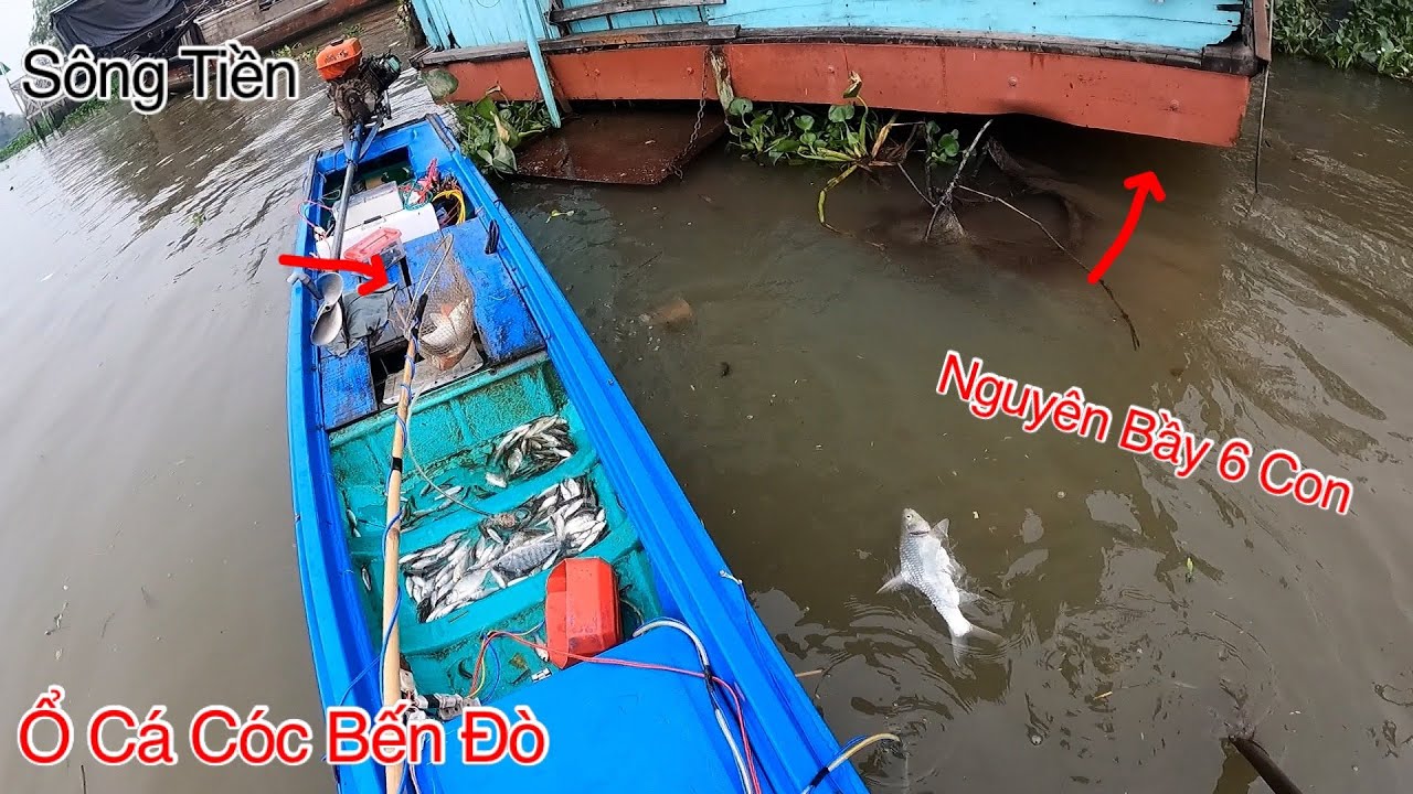Bên Dưới Những Chiếc Đò Hư Nơi Ổ Cá Cóc Ẩn Nấp | Kích Cá Miền Tây | Catch Fish