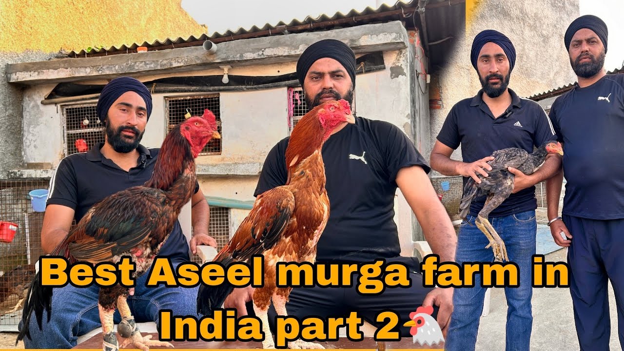 best aseel murga farming in india part-2#aseel #viral #hjvlogsjammu #farming