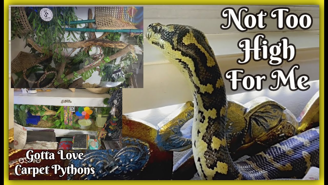 Enclosure Sizes From Babies To Adult Snakes/Carpet Pythons