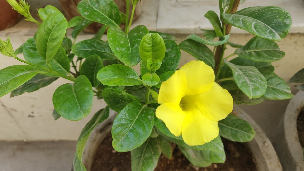 How To Grow & Care Allamanda Plant / Golden Trumpet in Pots - Allamanda Plant Care