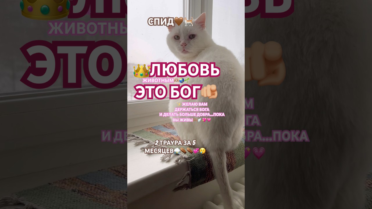 🌤️Везунчику💝89259258191🥹Печ.И.В.сбер. #shorts #song  #shortvideo #god #котик #new #news
