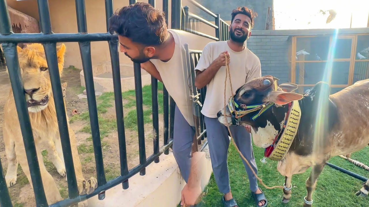 Liger Qurbani k Janwr Se Dosti Krna Chah Ra Hai😍❤️