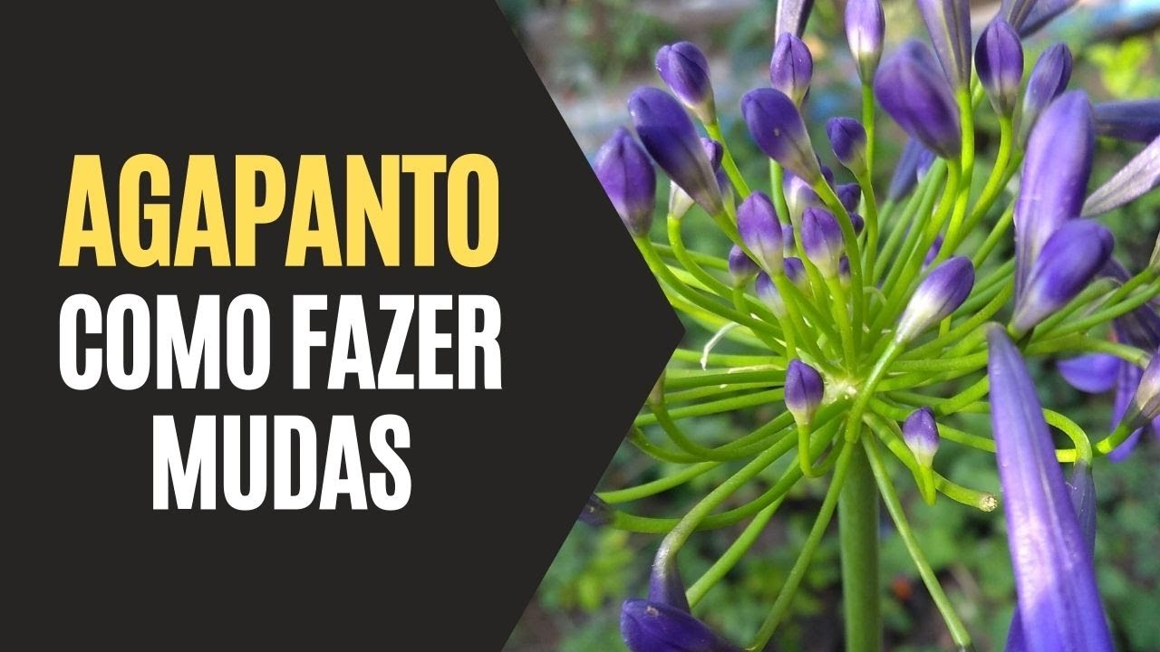 Agapanto: Como Fazer Mudas