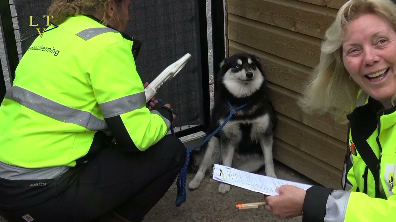 Dierenambulance Maasland