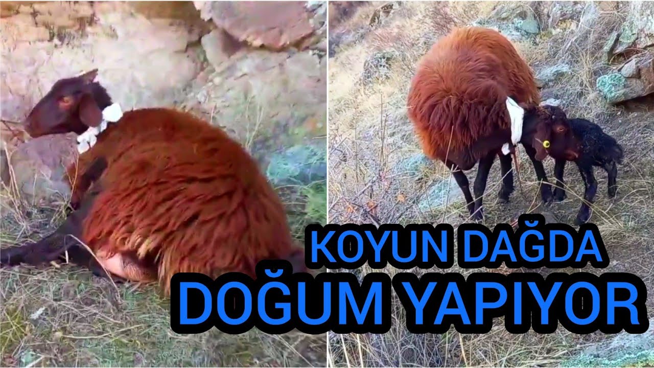 DOĞUM YAPAMAYAN KOYUN..! (zahmetli bir doğum)