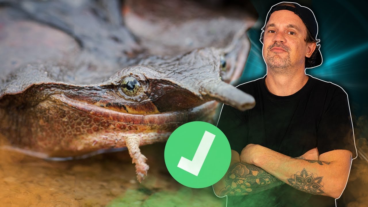 ON PEUT MAINTENANT ELEVER CETTE TORTUE LEGALEMENT 🥳 (FULL TUTO ) !- TOOPET