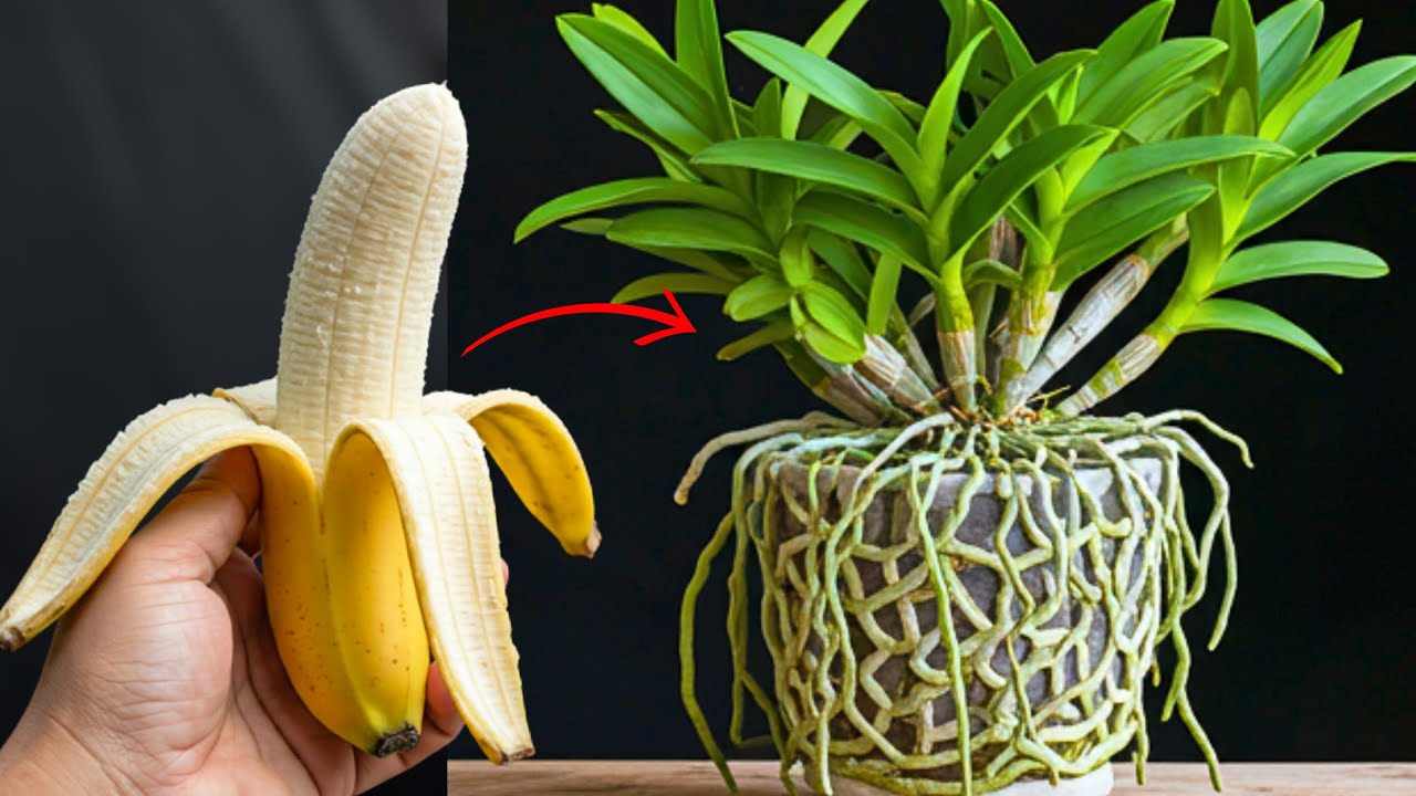 Just Banana! The Orchid Plant Immediately Grows Roots And Blooms All Year Round