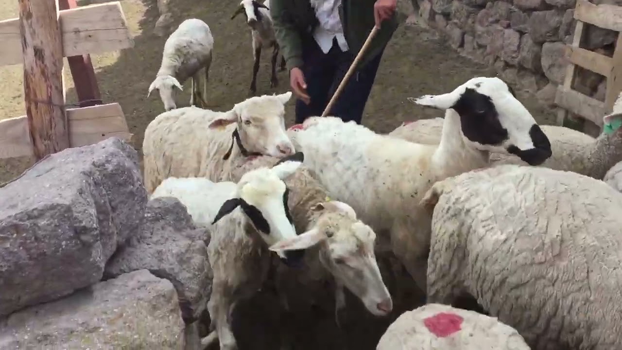 Emirdag türkmen köy yaylası