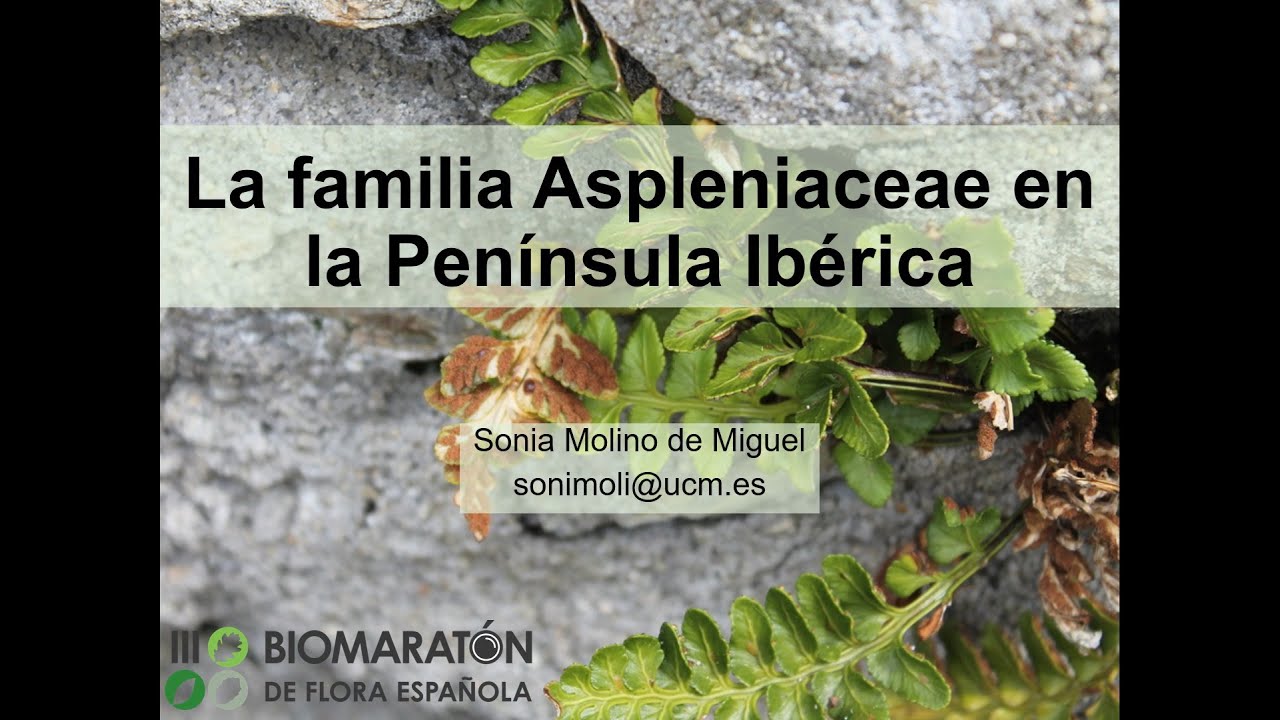 DATABLITZ III - La familia Aspleniaceae en la Península Ibérica por Sonia Molino