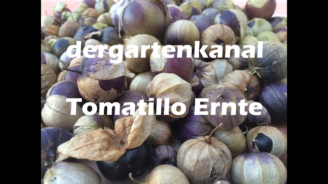 Tomatillo Pflege und Ernte | Tomatillo anbauen #2