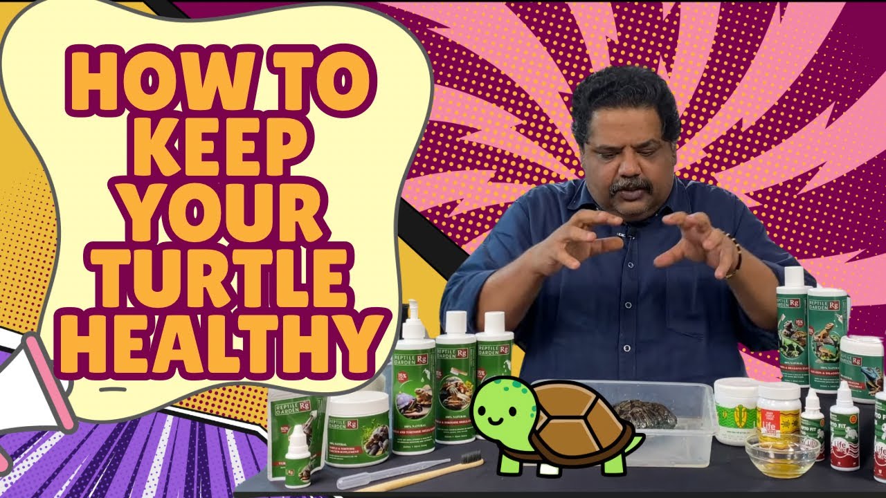 How to Keep Your Turtle Healthy 🐢 | Natural Turtle Care & Health Tips for Indian Pet Owners