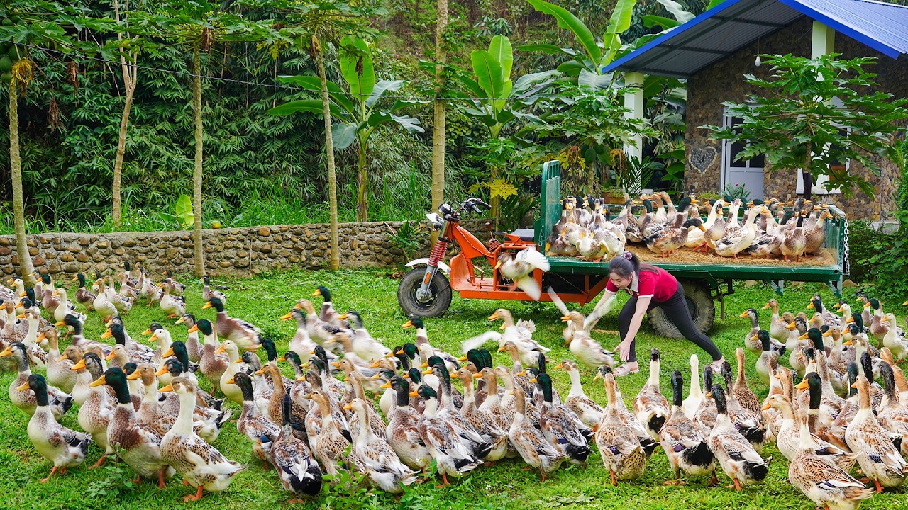 Harvest All The Ducks From The Farm - Use Trucks To Transport The Ducks to Sell to the Villagers