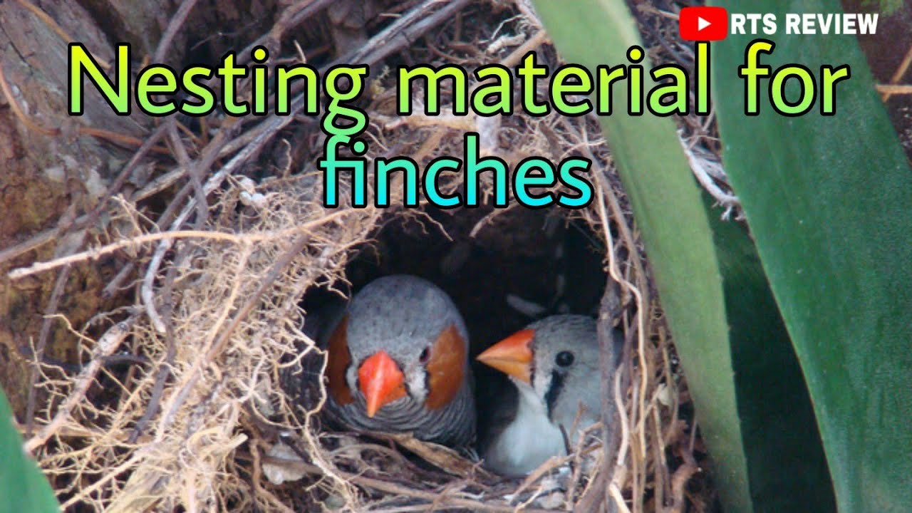 #nesting#material#for#finches            nesting material for finches