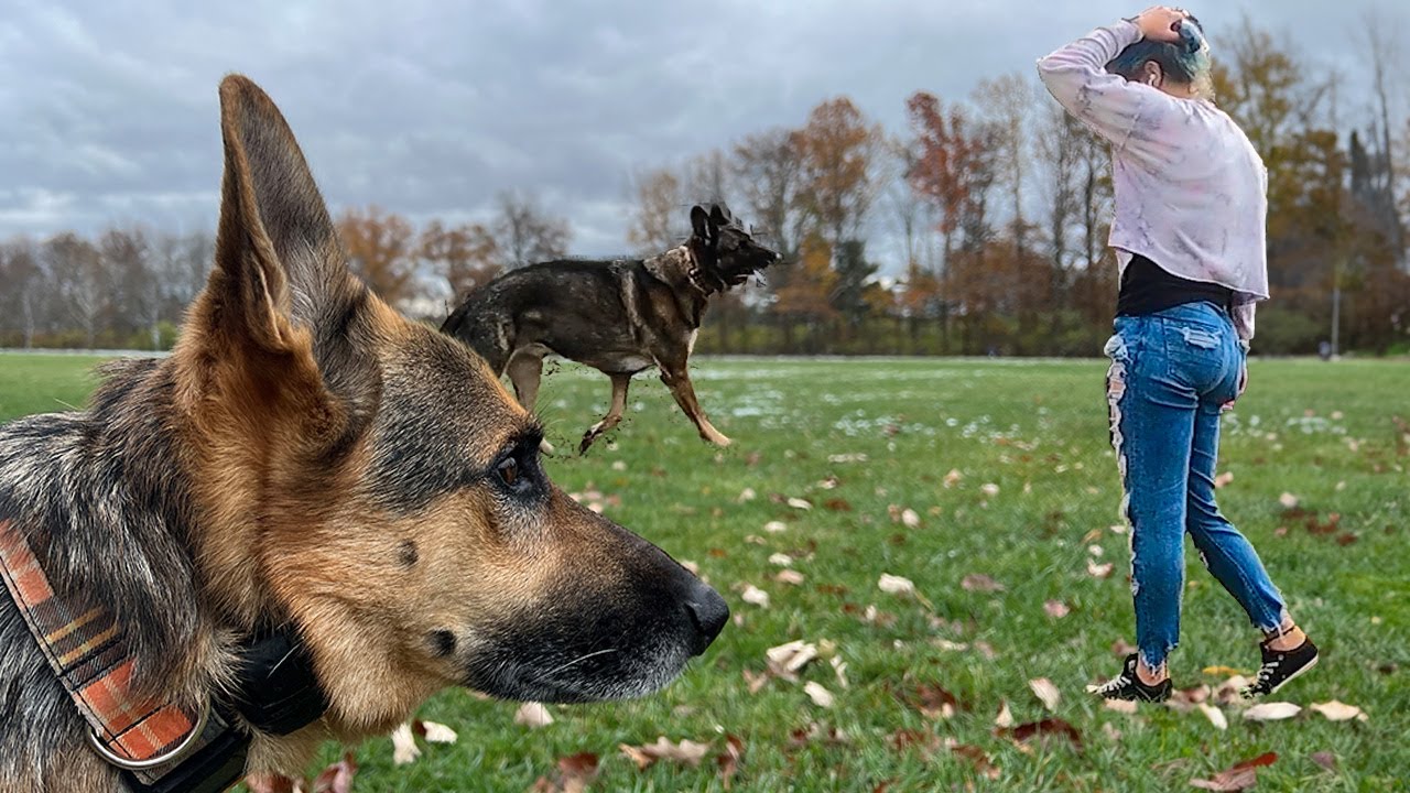 A Fall MESS with My German Shepherds | PLUS Mail Time!