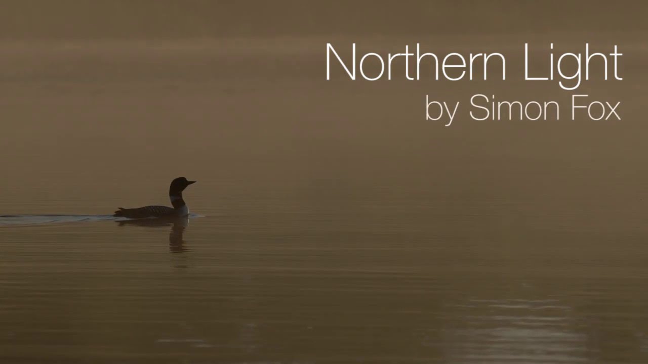 Northern Light - Simon Fox
