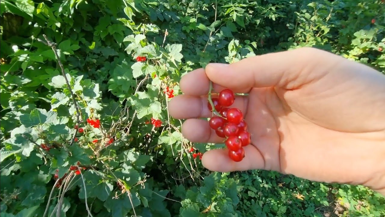 Júniusi kertszemle és kóstoló 🍒