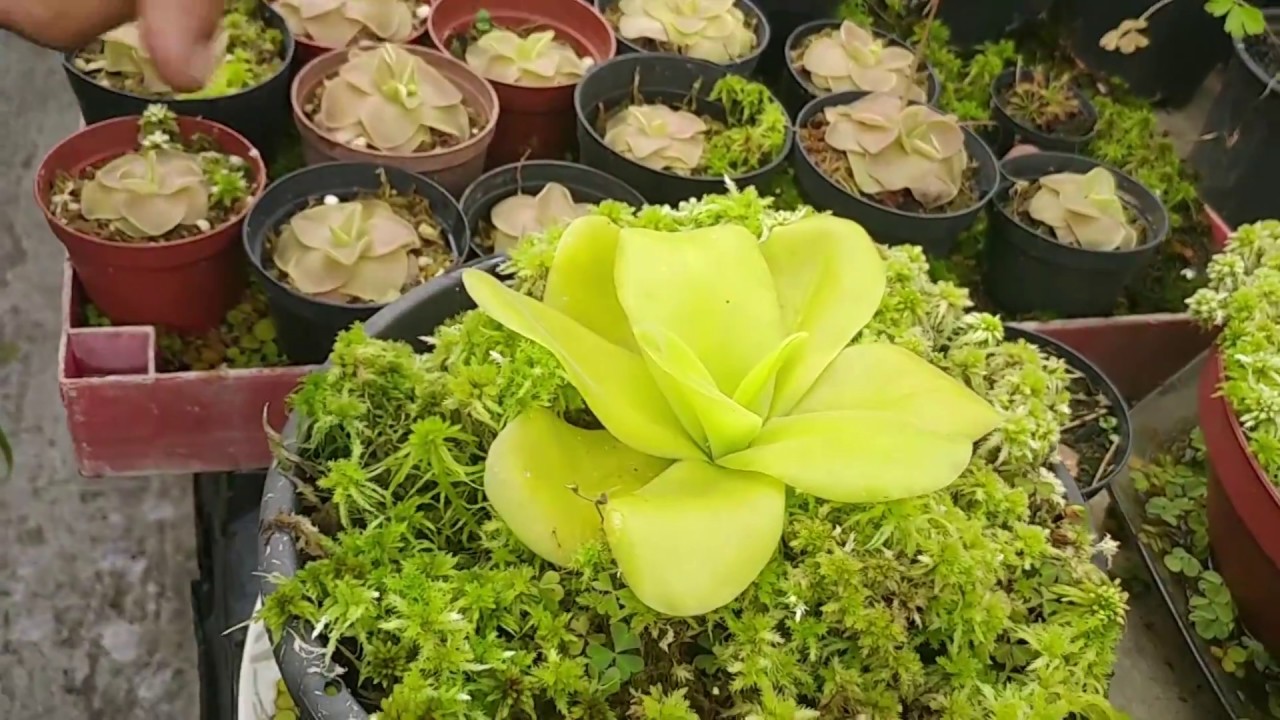 CRIANDO UMA HORTA COMUNIT&Aacute;RIA EM TERRENO BALDIO, Plantar em Casa