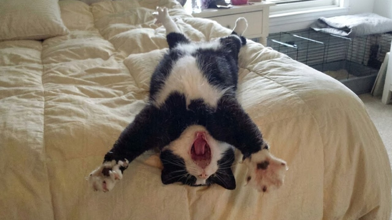 Tuxedo Cats in Full Drama Mode