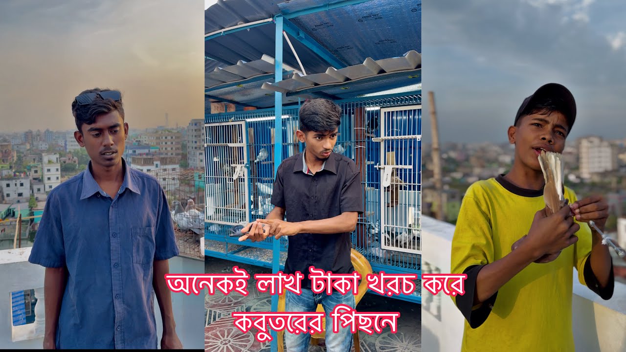 অনেকই লাখ টাকা খরচ করে কবুতরের পিছনে কিন্তু দিনশেষে বদনামের ভাগীদার হতে হয় || Rafiofficialteam