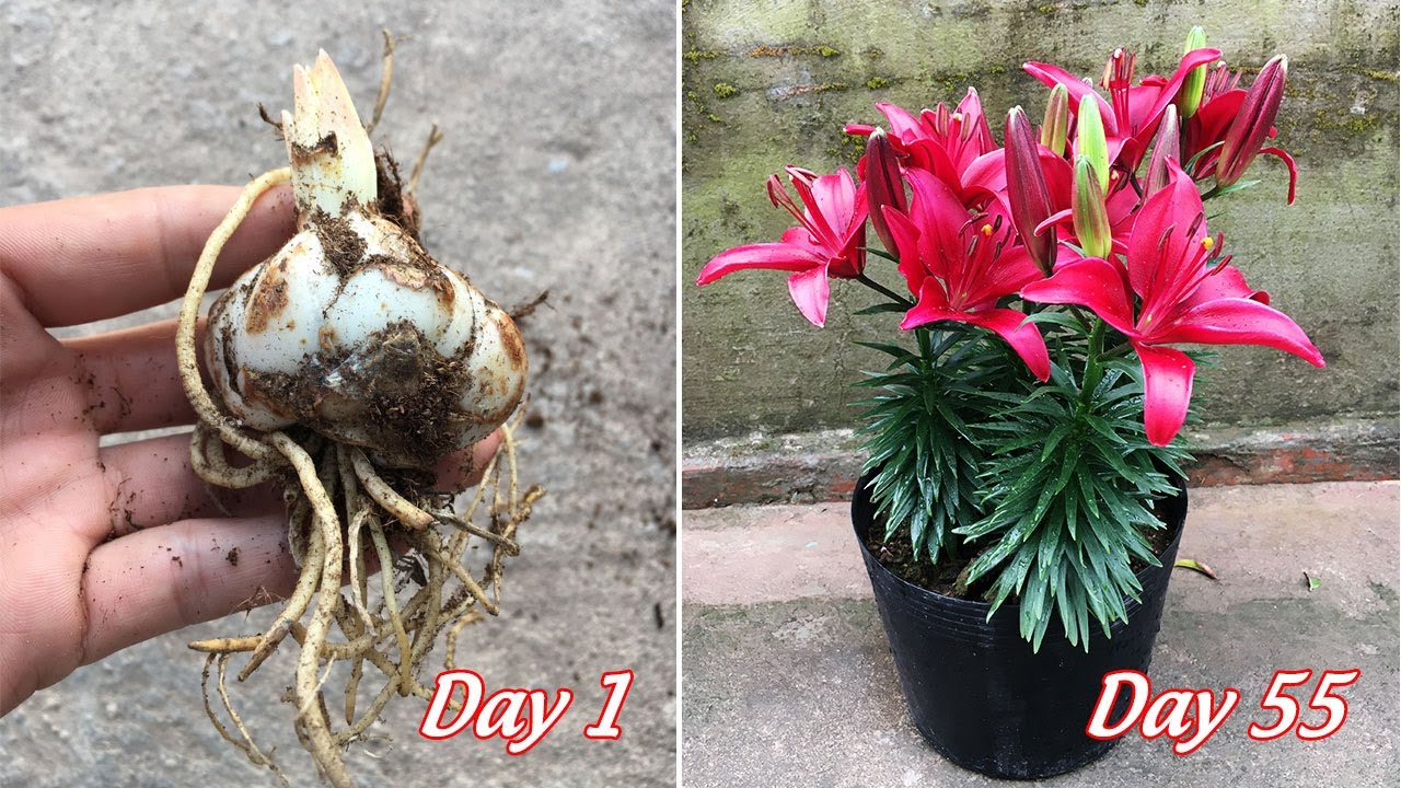 How to grow potted lilies at home to bloom brilliantly after 55 days | grow lilies at home
