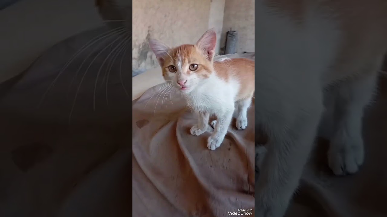 Beautiful Cute Cats kitty Dog / noncopyright music 