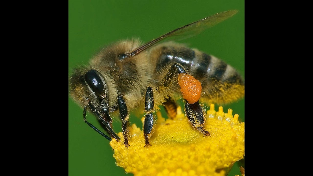 Episode 24 - Suburban Beekeeping: Challenges and Solutions