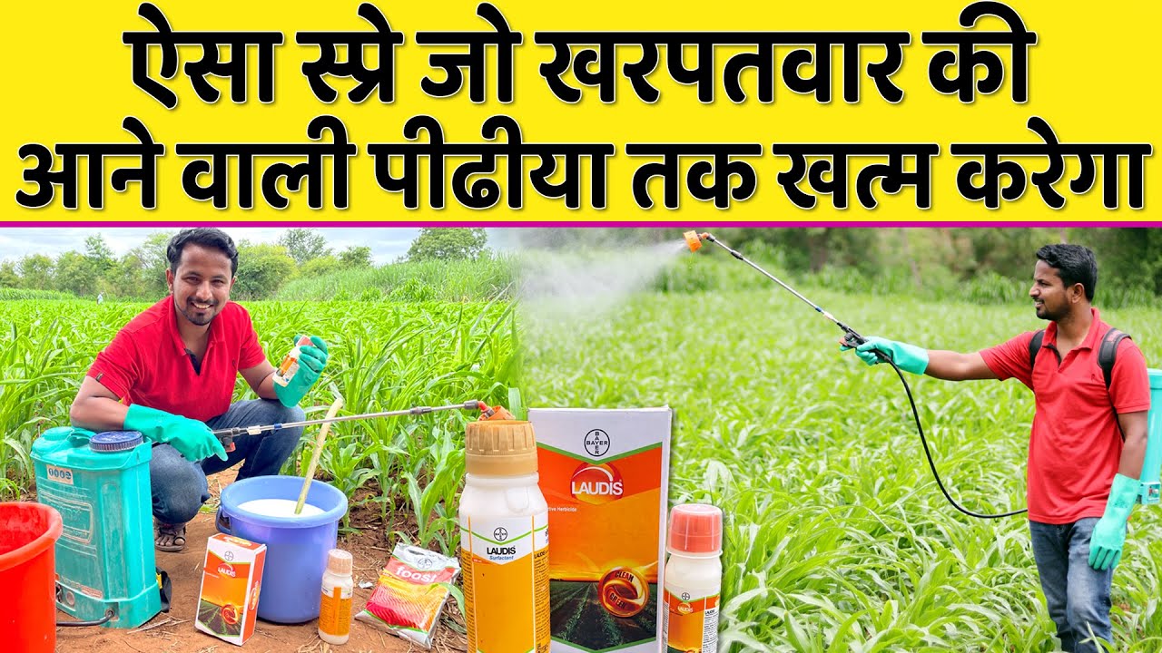 खरपतवार का 100% नियंत्रण | BEST CORN HERBICIDE SPRAY - LAUDIS | USE & DOSE PER ACRE | Indian Farmer