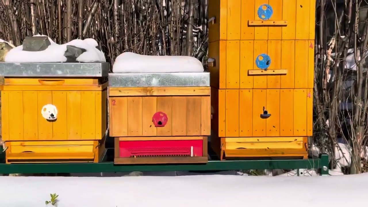 @winterbees