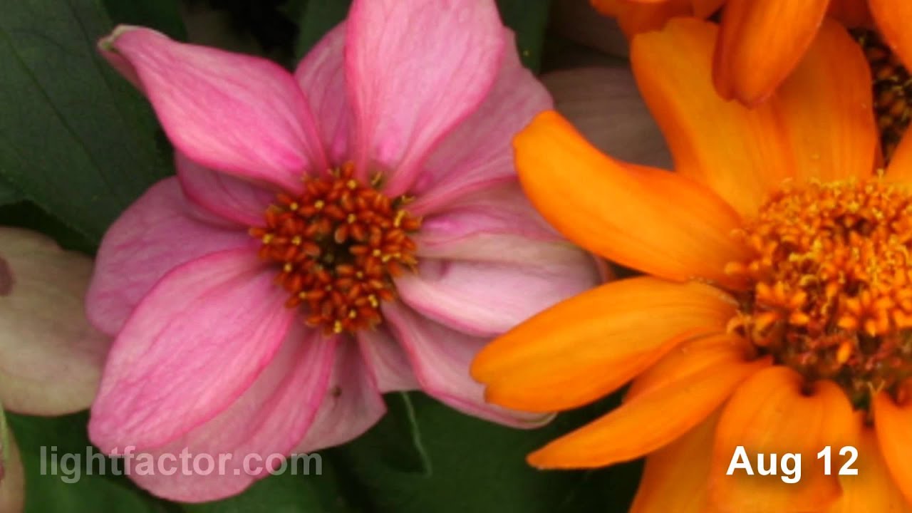 Zahara Zinnia Time Lapse