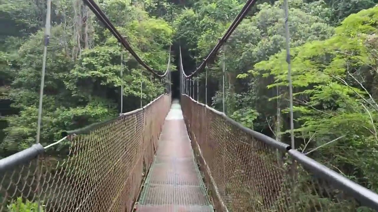 pont suspendu Réserve Tirimbina