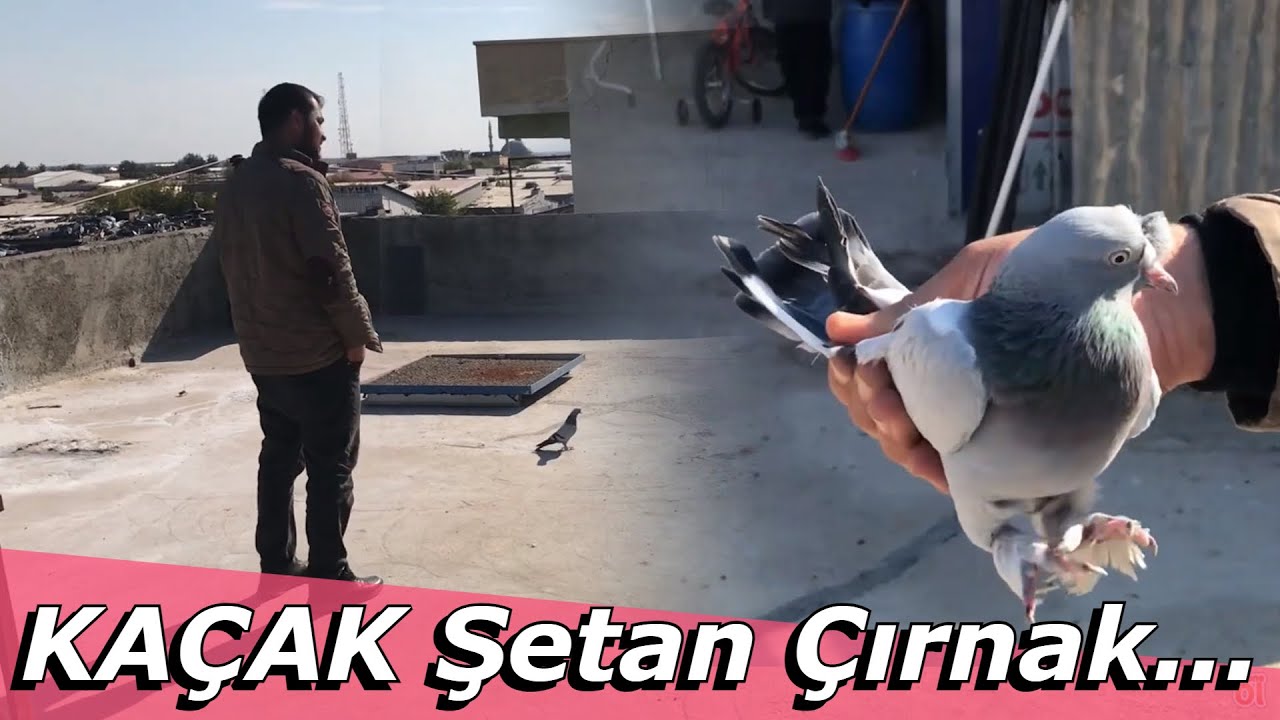 Kaçak yakalama  gök şeytan çırnak