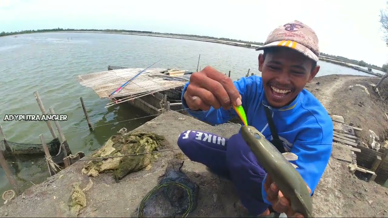 Mancing di tambak Menggunakan minnow dan udang hidup !! Mana yang lebih efektif ???