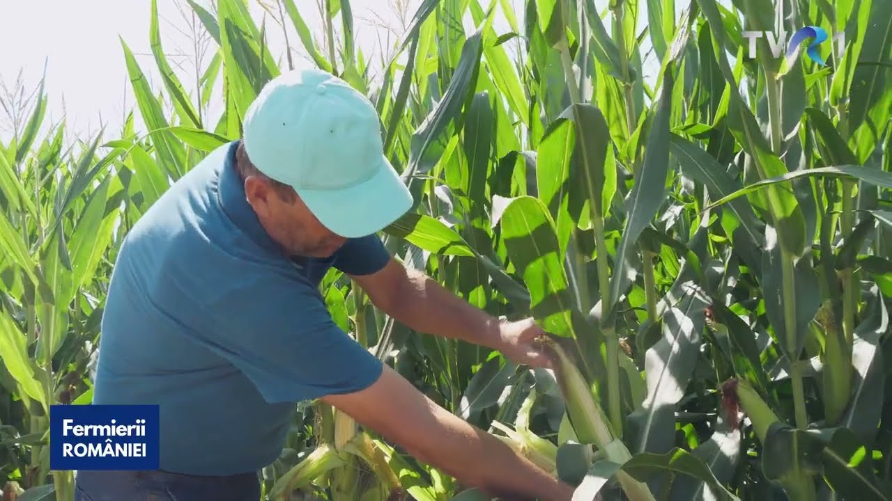 Performanță, irigații și probleme în ferma Agro Chirnogi din Călărași