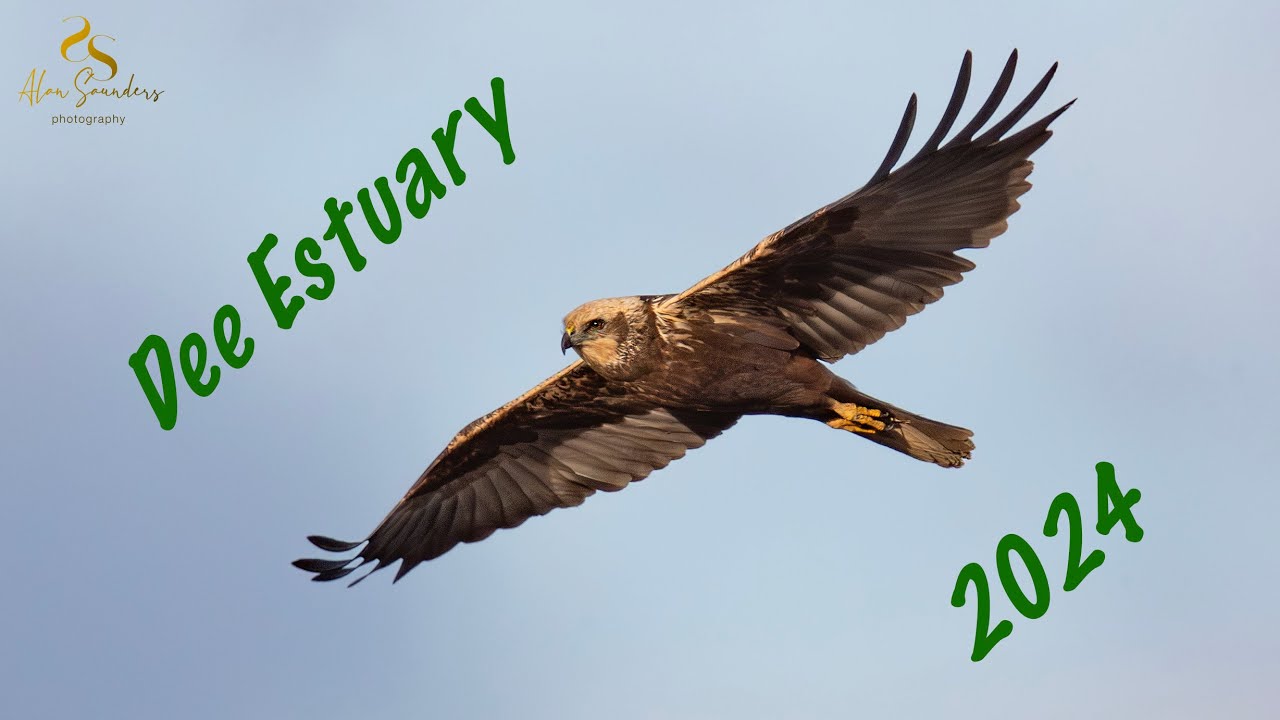 Dee Estuary 2024