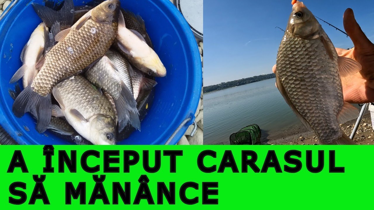 PESCUIT la CARAS pe DUNĂRE