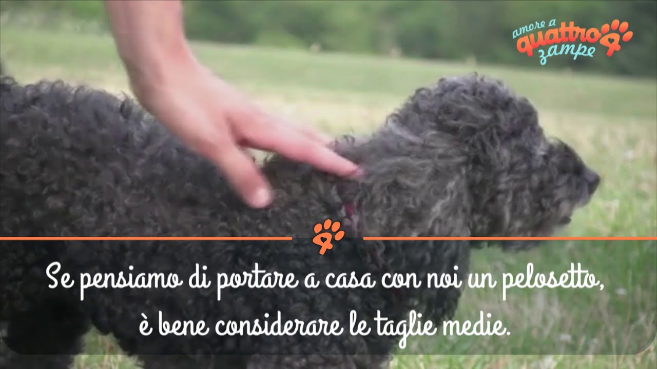 Razze di cani di taglia media: quali sono e le loro caratteristiche