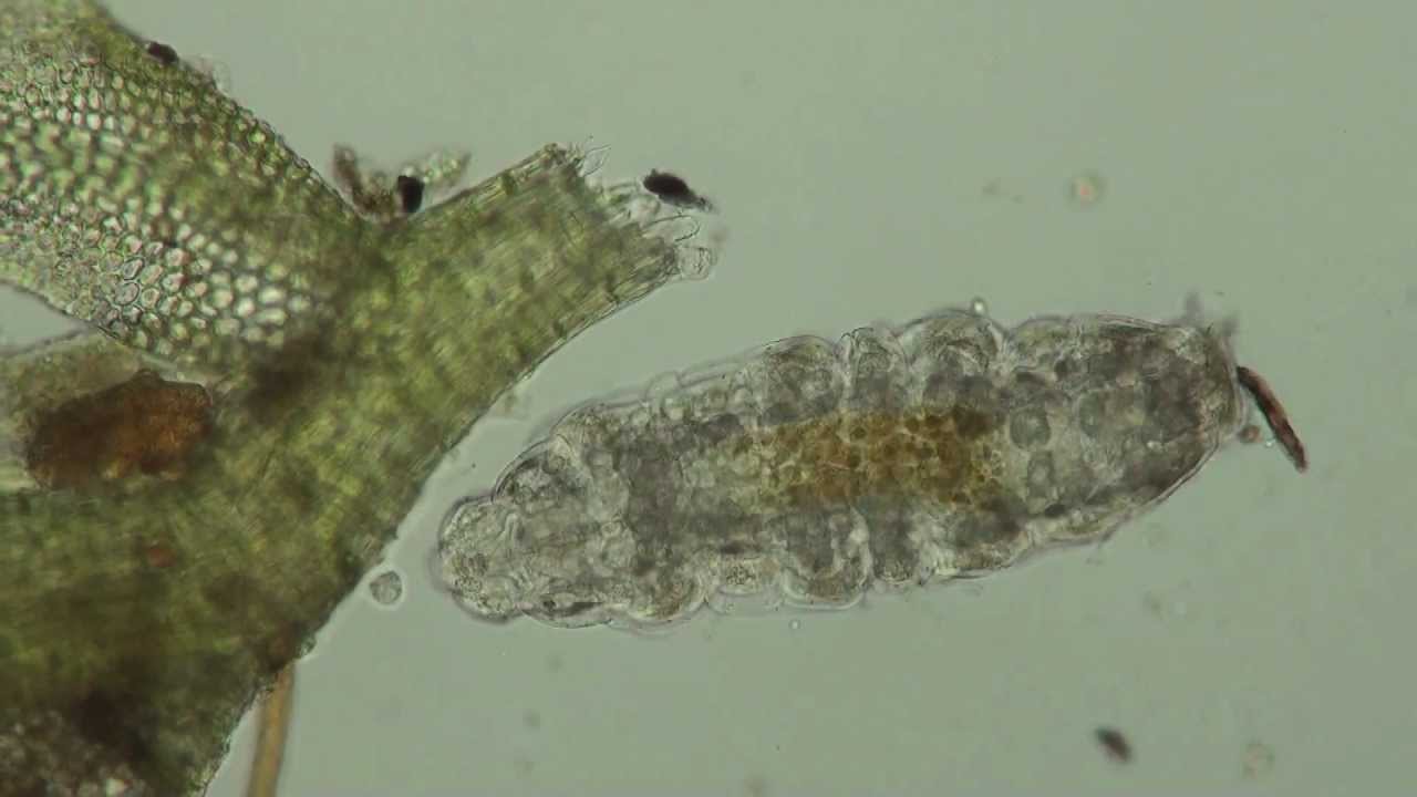 Water Bears in HD