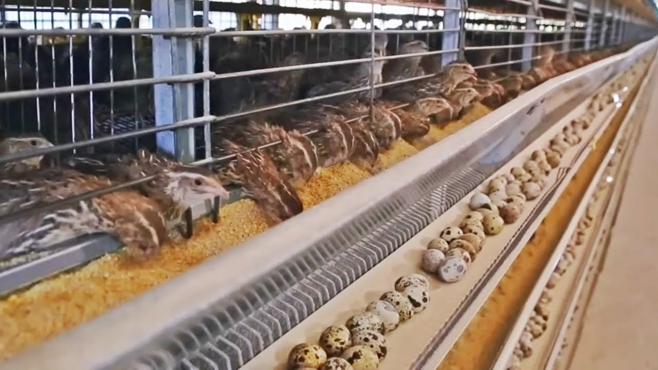 COMO se PRODUCEN los HUEVOS de CODORNIZ🥚
