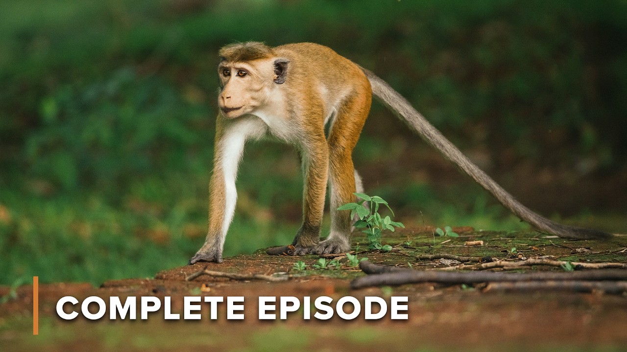 A Monkey's Journey to Self Discovery | Monkey Island 102