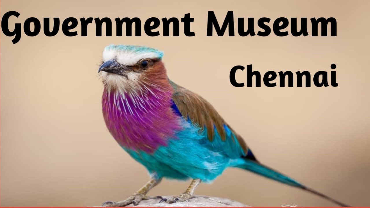 Government Museum Chennai /Egmore Museum Chennai /#sandtfoodies